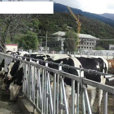OEM-End Milchfarm-Ausrüstung Verlängerung der Liegezeit mit einzelnen Kuh-freien Rinderställe