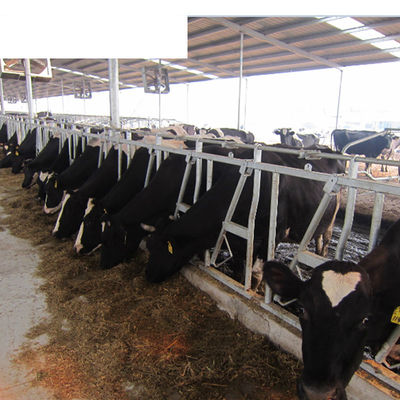 OEM-End Milchfarm-Ausrüstung Verlängerung der Liegezeit mit einzelnen Kuh-freien Rinderställe