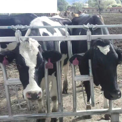 OEM-End Milchfarm-Ausrüstung Verlängerung der Liegezeit mit einzelnen Kuh-freien Rinderställe